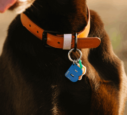 A dog with an orange collar and blue ID tag