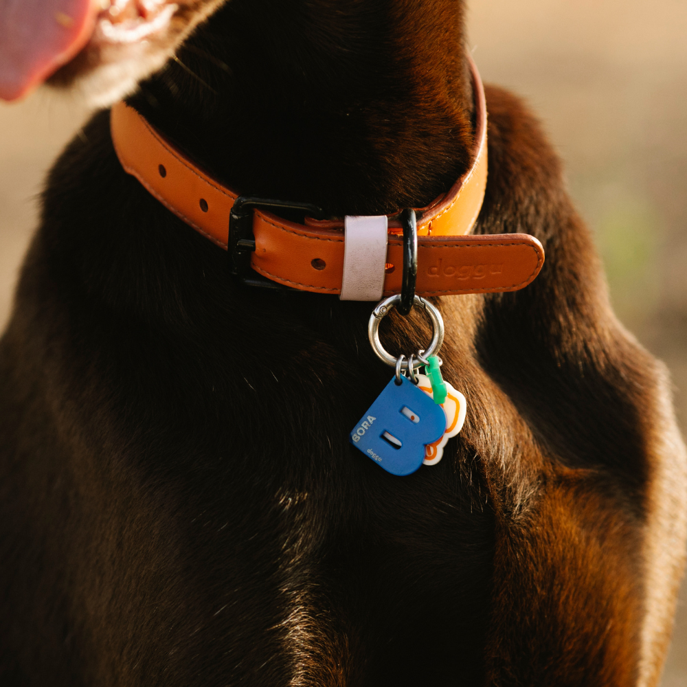 A dog with an orange collar and blue ID tag