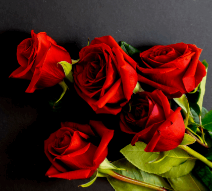 Five red roses on a black table