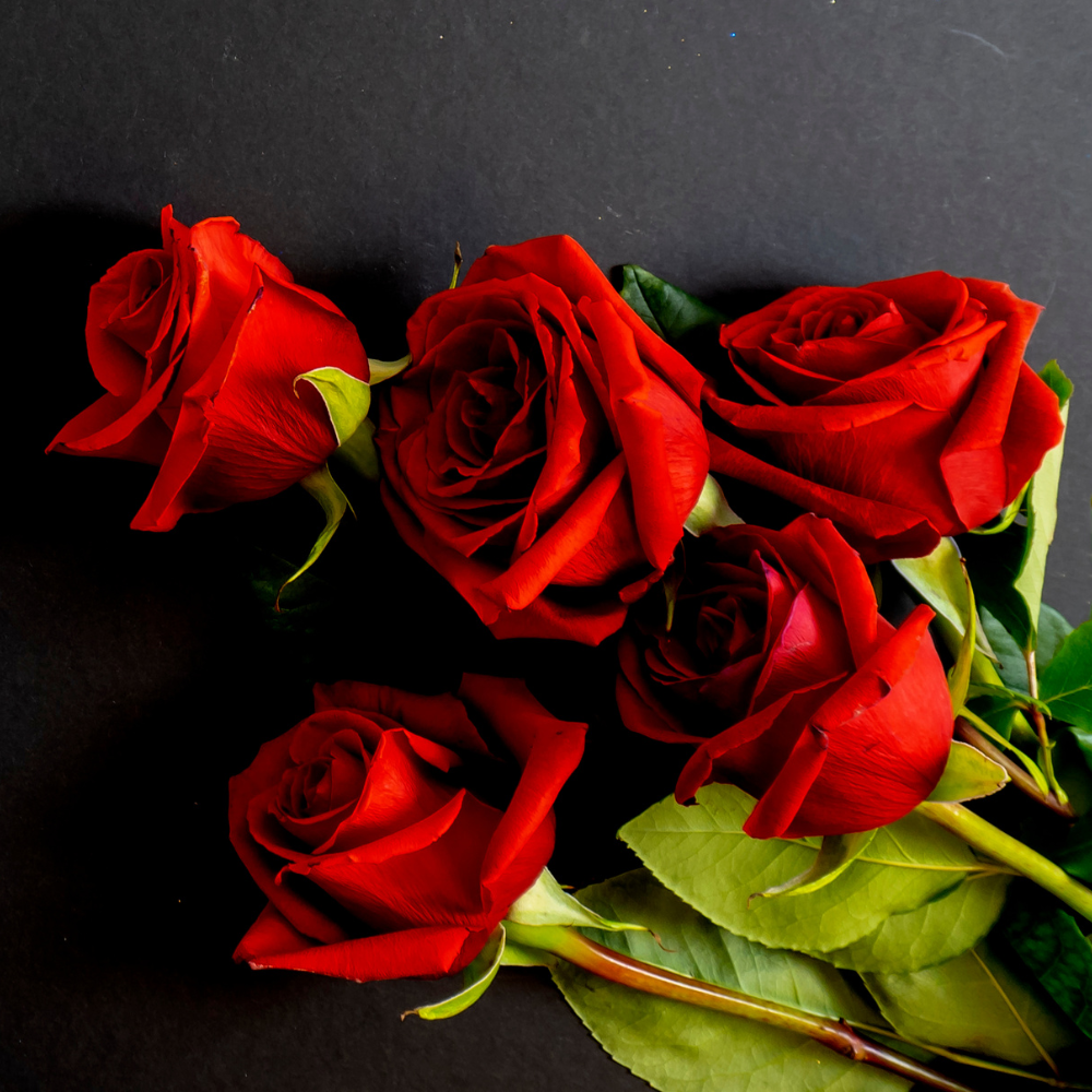 Five red roses on a black table